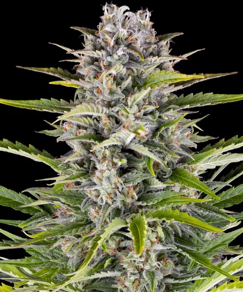 Gorilla Zkittlez Auto - Autoflowering Seeds