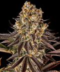 Gelato #45 - Seasonal Seeds