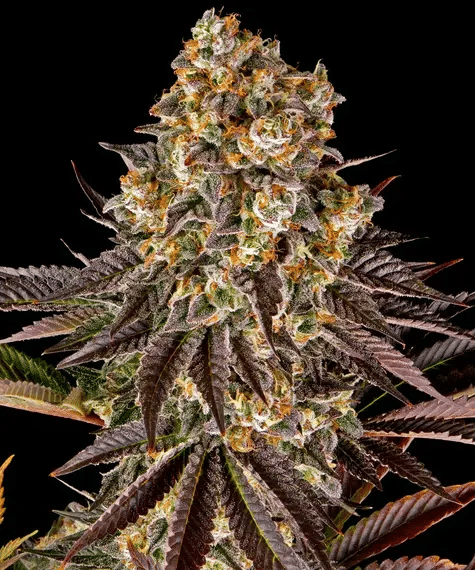 Gelato #45 - Seasonal Seeds