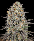 SOUR STRAWBERRY - Seasonal Seeds