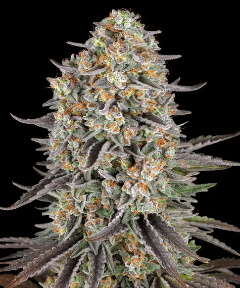 SOUR STRAWBERRY - Seasonal Seeds