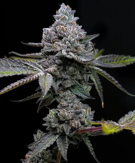 Apple Fritter – Seasonal Feminized