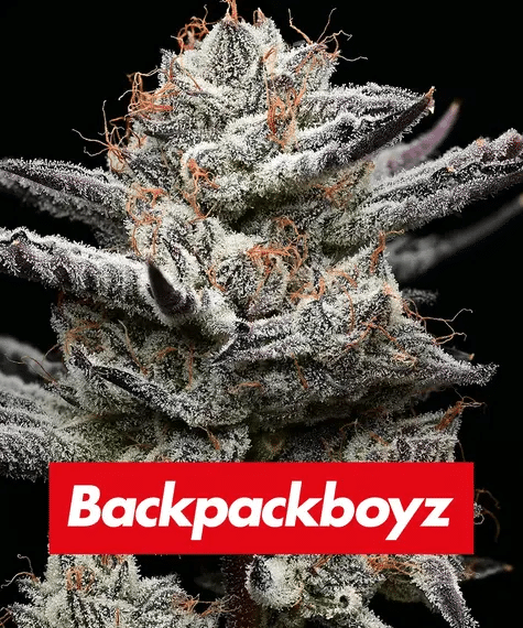 Black Cherry Gushers – Seasonal Feminized