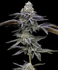Blue Dream – Seasonal Feminized