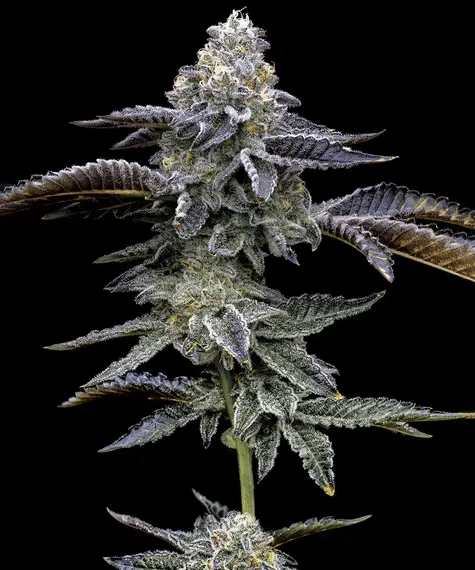 Blue Dream – Seasonal Feminized
