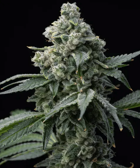 Bruce Banner – Seasonal Feminized