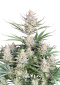Big Bud Auto Original - Autoflowering Seeds