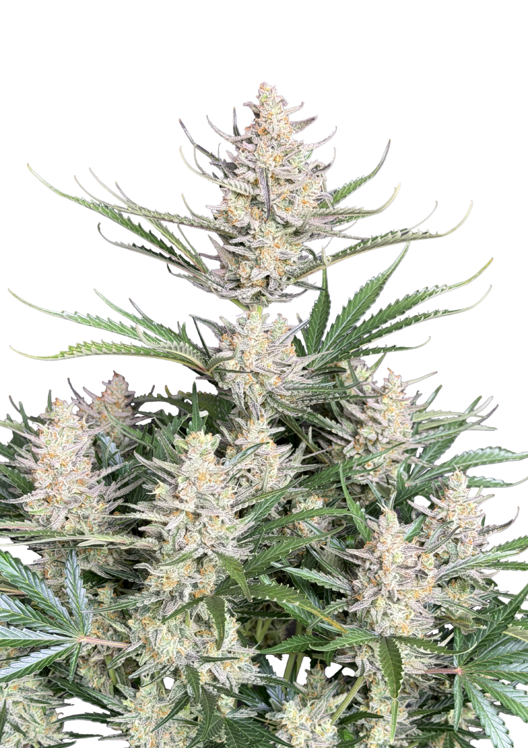Big Bud Auto Original - Autoflowering Seeds