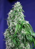 Big Devil F1 Fast Version - Seasonal Seeds