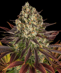 COOKIES - Seasonal Seeds