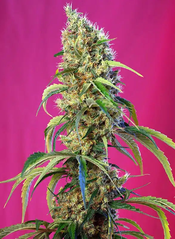 Black Jack CBD - Semi Stagionali