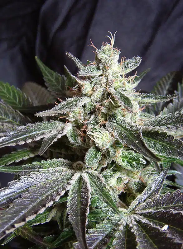 Black Jack - Semi Stagionali