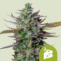 Blue Cheese Automatic - Semi Autofiorenti