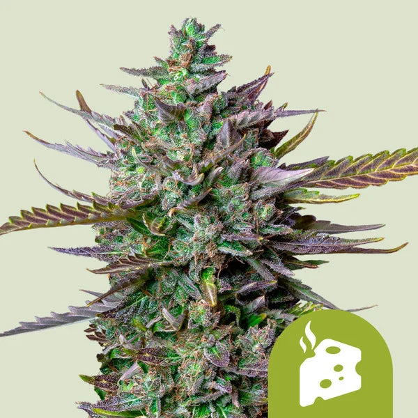 Blue Cheese Automatic - Semi Autofiorenti