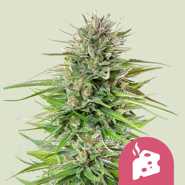 Blue Cheese - Semi Stagionali