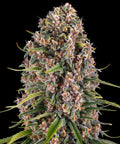 BLUE CHEESE - Semi Stagionali