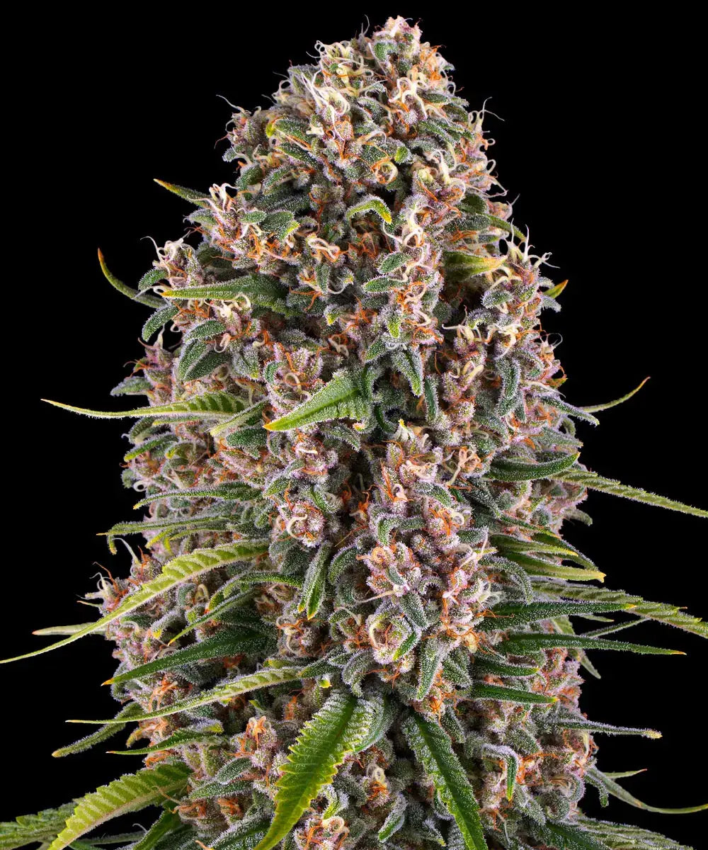 BLUE CHEESE - Semi Stagionali