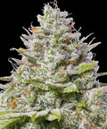 Blue Gelato 41 - Semi Stagionali