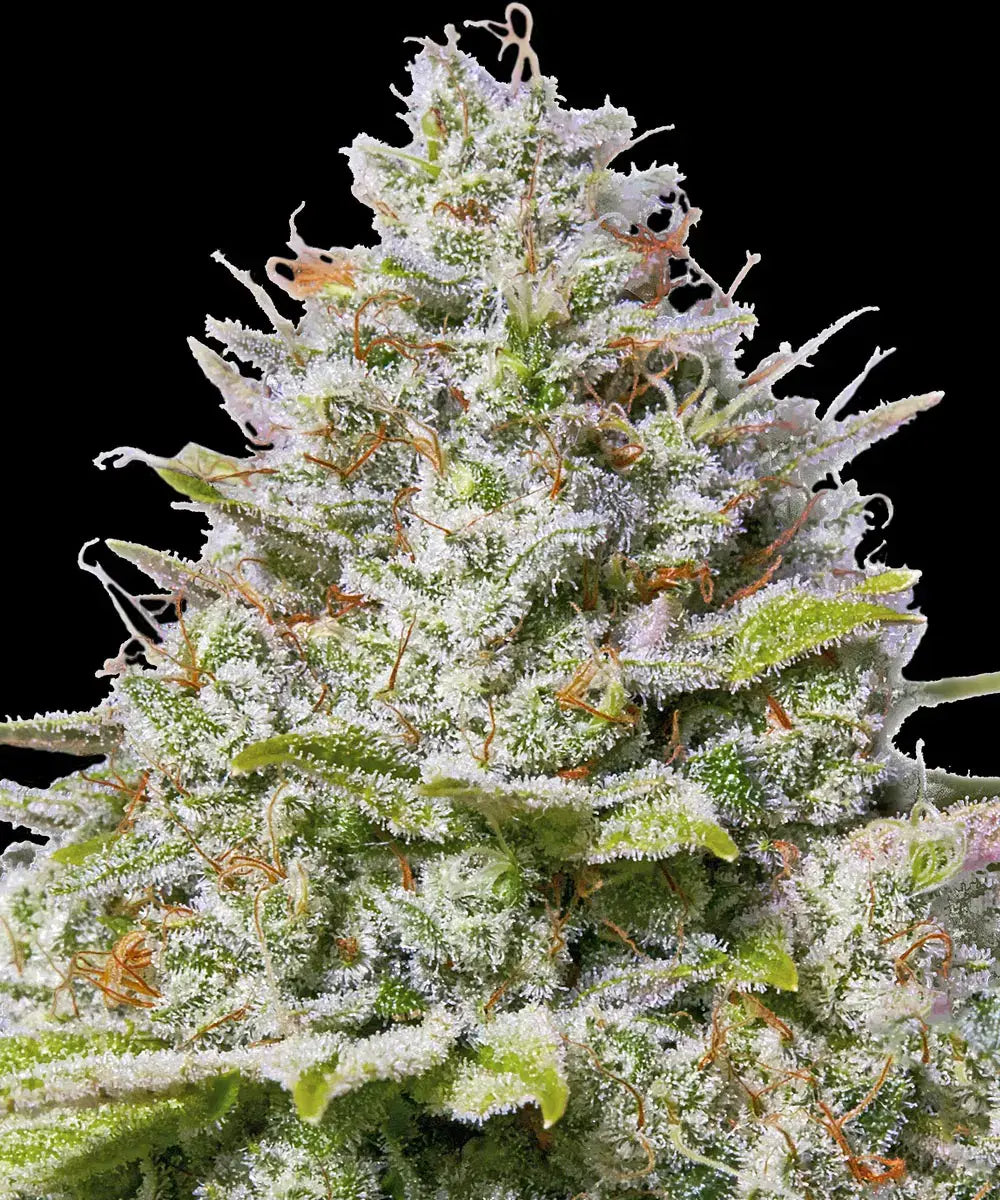Blue Gelato 41 - Seasonal Seeds