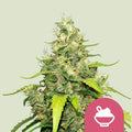 Blue Gelato - Seasonal Seeds