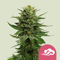 Blue Mystic - Semi Stagionali
