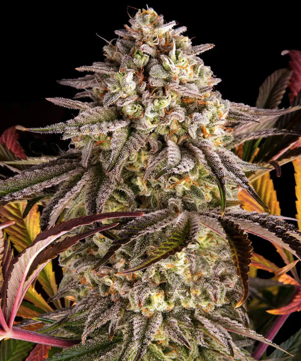 Blue Sunset Sherbert - Semi-Seasonal Seeds