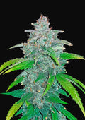 Blue Dream Auto - Semi Autofiorenti