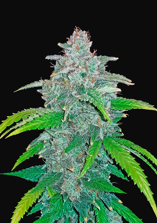 Blue Dream Auto - Semi Autofiorenti