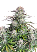 Blueberry Auto Original - Autoflowering Seeds