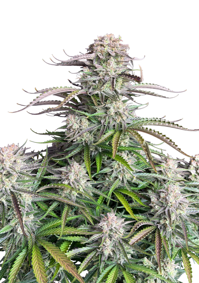 Blueberry Auto Original - Autoflowering Seeds