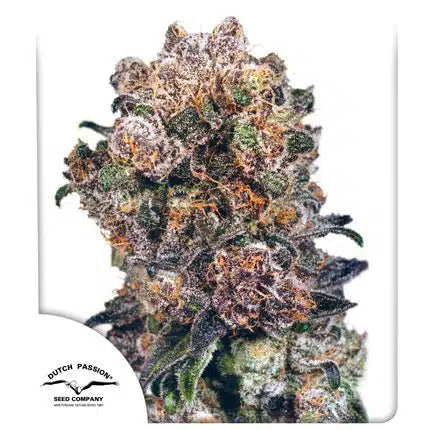 Blueberry - Seasonal Seeds