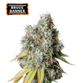 Bruce Banner Auto - Semi Autofiorenti