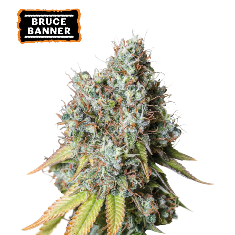 Bruce Banner Auto - Semi Autofiorenti