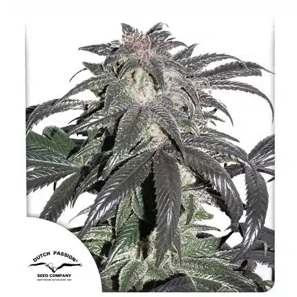 Bubba Island Kush - Seasonal Seeds