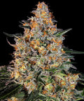 Bubba Kush - Seasonal Seeds