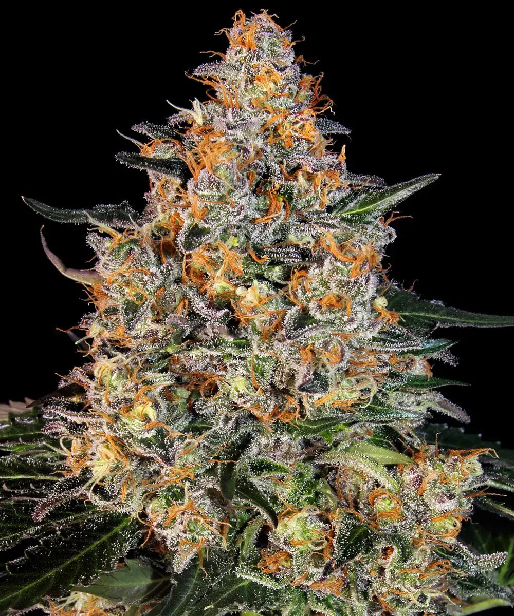 Bubba Kush - Seasonal Seeds