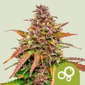 Bubble Kush Automatic - Semi Autofiorenti