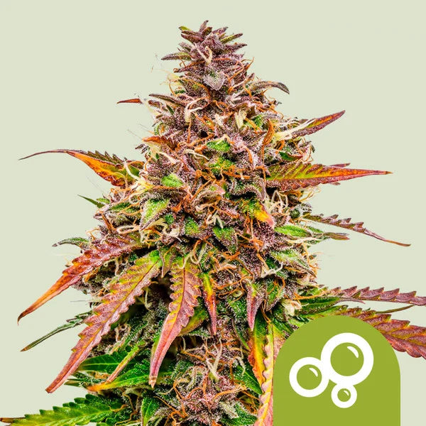 Bubble Kush Automatic - Semi Autofiorenti