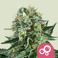 Bubble Kush - Semi Stagionali