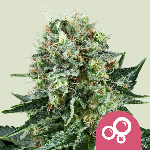 Bubble Kush - Semi Stagionali