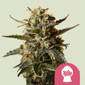Bubblegum XL - Seasonal Seeds
