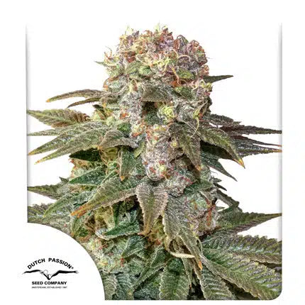 C-Vibez - Seasonal Seeds