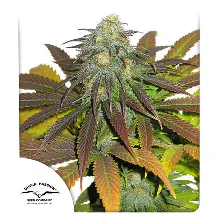 Californian Orange - Seasonal Seeds