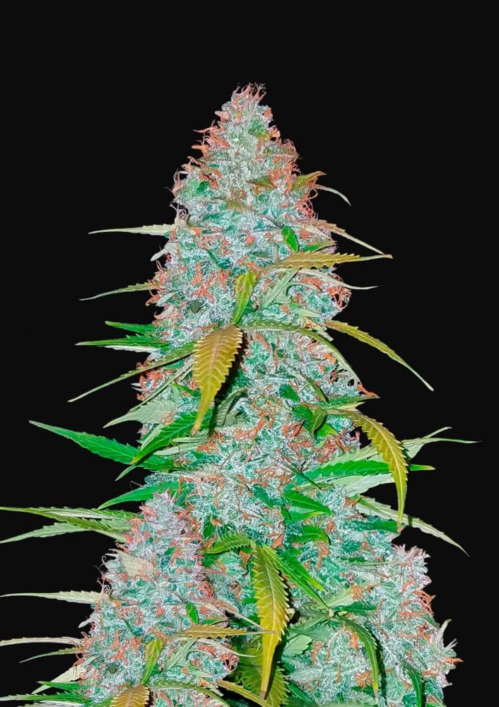 Californian Snow Auto - Autoflowering Seeds