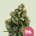 Candy Kush Express (Fast Flowering) - Semi Stagionali