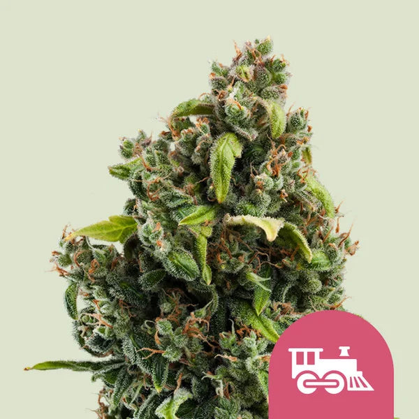 Candy Kush Express (Fast Flowering) - Semi Stagionali