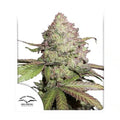 CBD Auto Charlotte's Angel - Semi Autofiorenti
