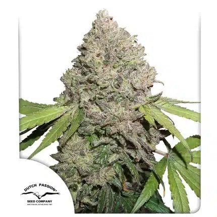 CBD Charlotte's Angel - Seasonal Seeds