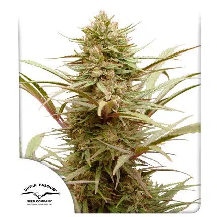 CBD Compassion - Seasonal Seeds