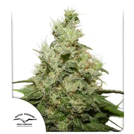CBD Kush - Seasonal Seeds